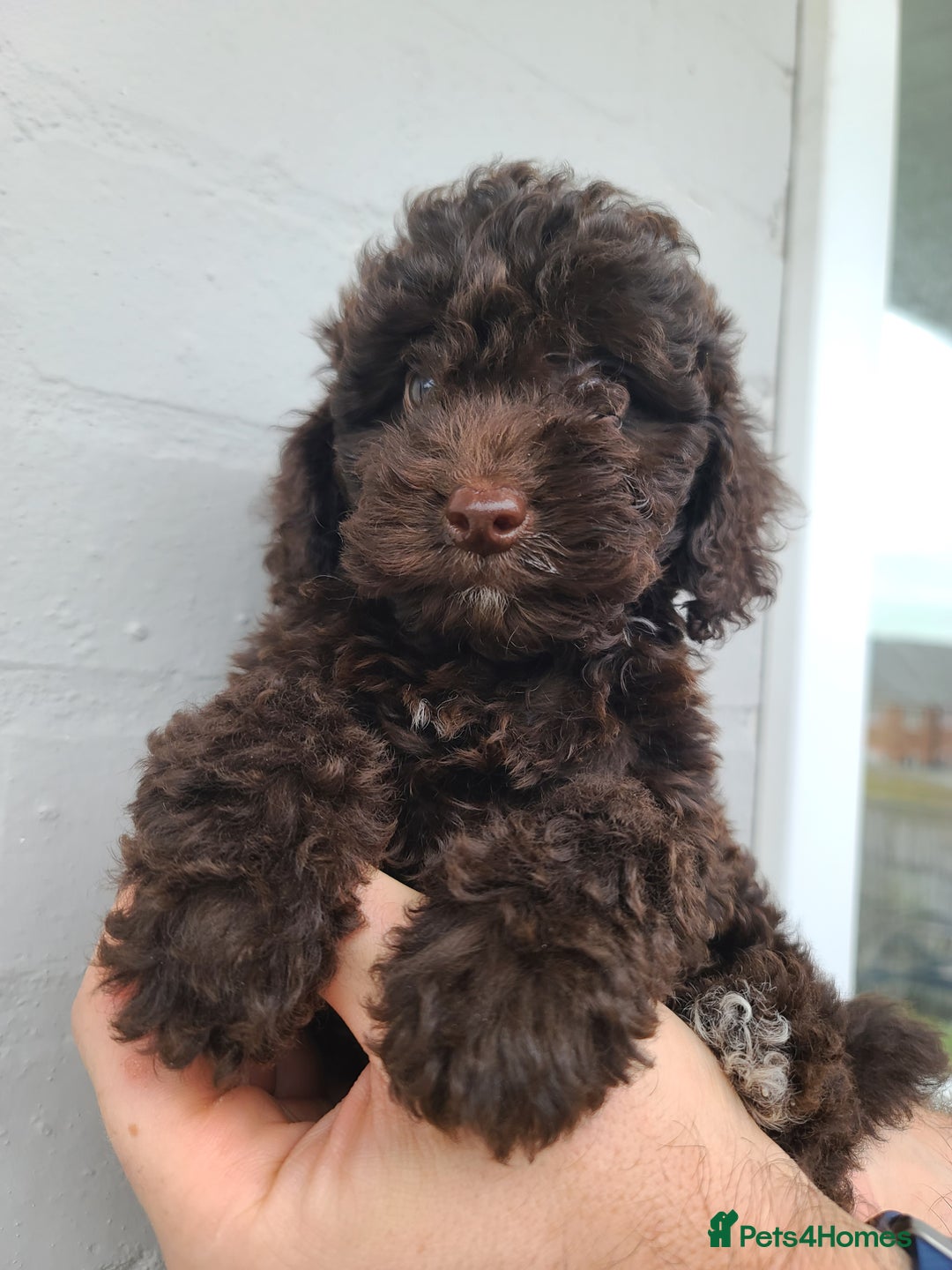 Cavapoo dogs for sale: Waitlist Jan/Feb 26.  F1B Cavapoo. Health Tested  - Advert 9