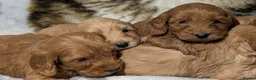 Cockapoo dogs for sale: Quality F1 Cockapoo puppies  in Ammanford - Advert 6