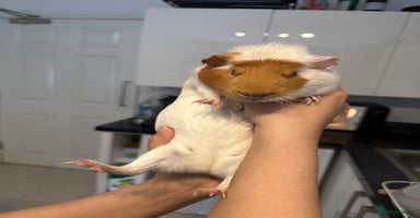 Guinea Pig rodents - Advert 6