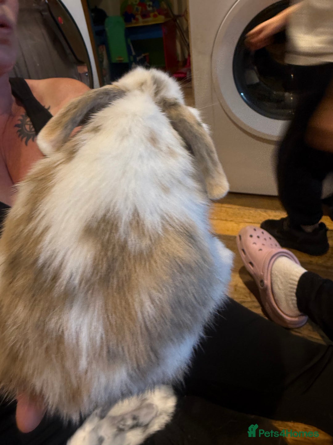 French Lop rabbits for sale: 3 gorgeous male bunnies  - Image 10