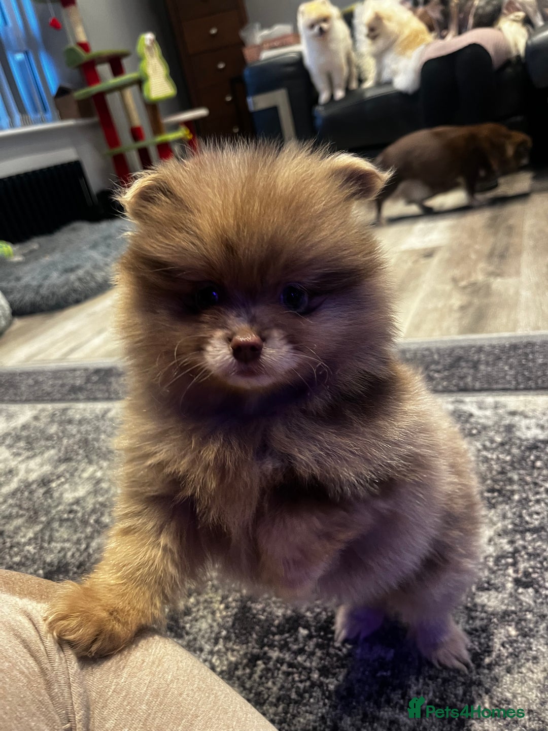 Pomeranian dogs for sale: READY NOW Super fluffy adorable Pomeranians  - Advert 5