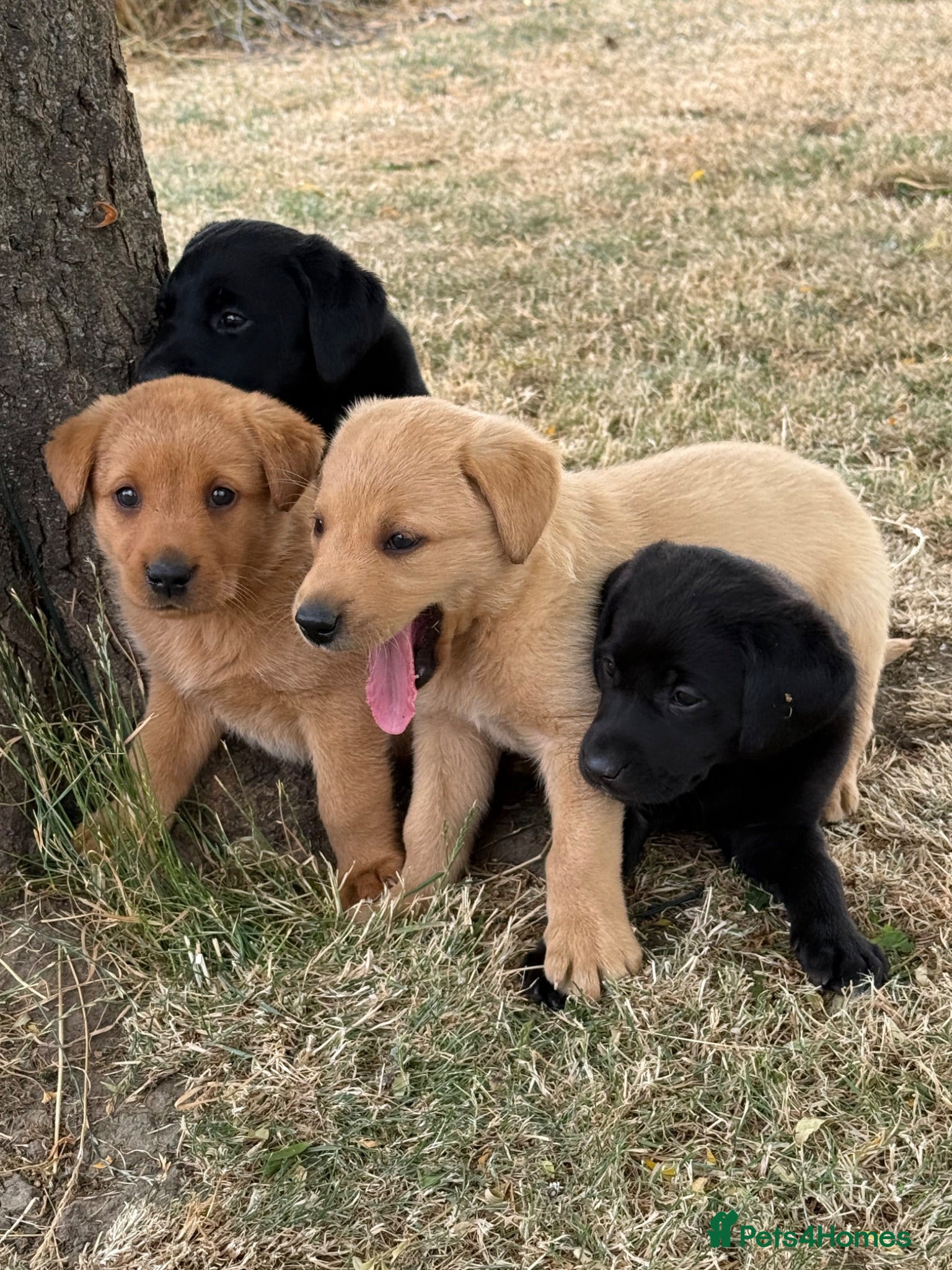 Labrador Retriever dogs 🖤🧡Fantastic Chucky KC Lab Puppies - Advert 1