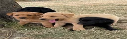 Labrador Retriever dogs for sale: 🖤🧡Fantastic Chucky KC Lab Puppies - Advert 1