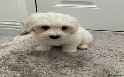 Maltipoo dogs for sale: Maltipoo puppy’s  - Image 6