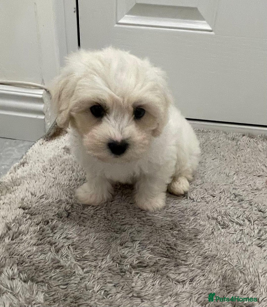 Maltipoo dogs for sale: Maltipoo puppy’s  - Image 6