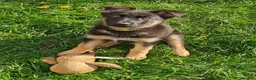 German Shepherd dogs for sale: German shephard puppies female - Advert 2