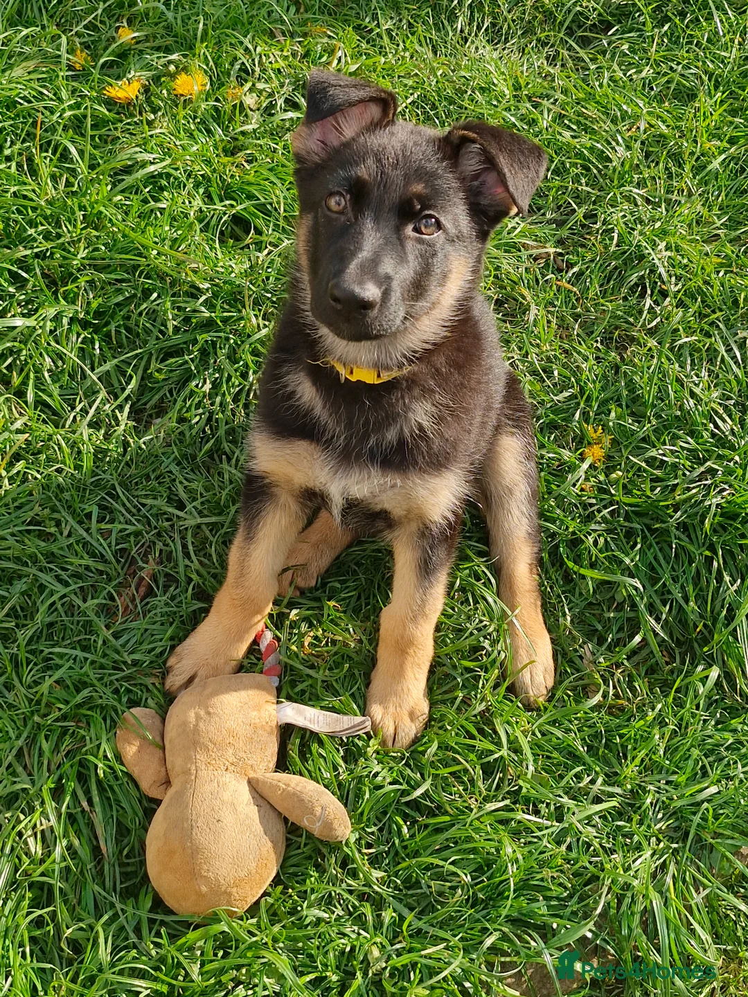 German Shepherd dogs for sale: German shephard puppies female - Advert 2