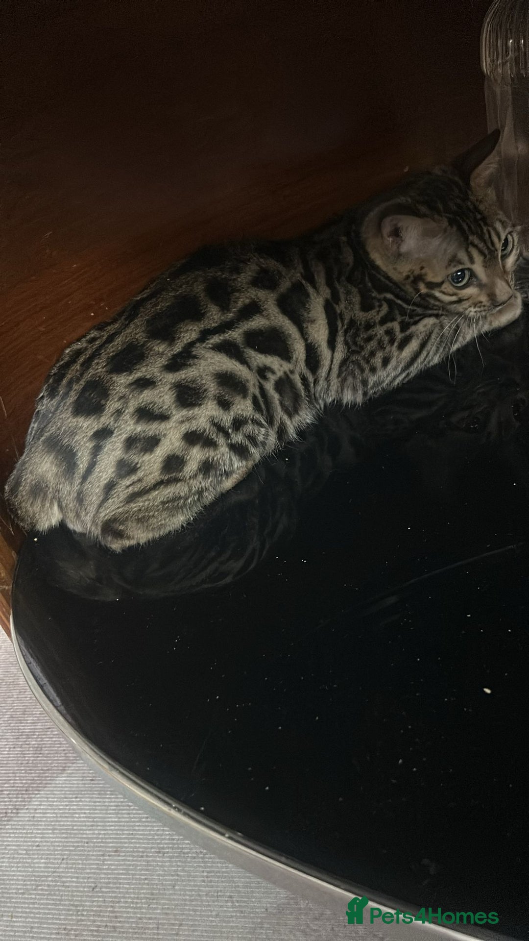 Bengal cats for sale: Male bengal cat - Image 3