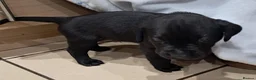 Labrador Retriever dogs for sale: Black male Labrador puppies for sale in Tadcaster - Advert 18