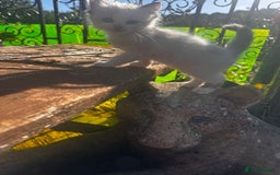 Ragdoll cats for sale: Ragdollhad the best start  - Image 11