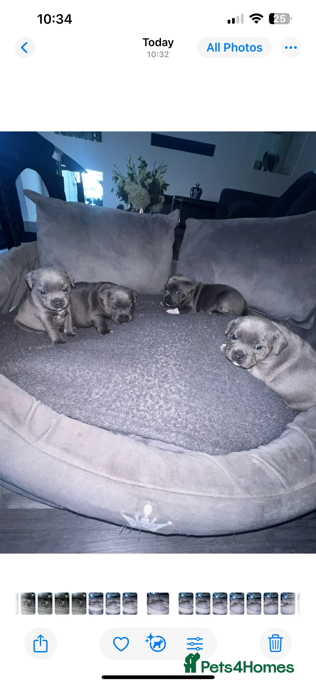 Staffordshire Bull Terrier dogs for sale: LAST BOY LEFT KC REGISTERED 5 STAR BLUE   - Advert 20