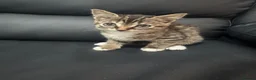 Mixed Breed cats for sale: One tabby female kitten  - Advert 1