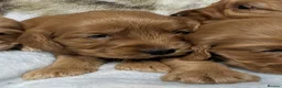 Cockapoo dogs for sale: Stunning DNA clear F1 Cockapoo puppies  - Advert 5