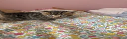 Mixed Breed cats for sale: Adorable Bengal x Maine coon Kittens  - Advert 12