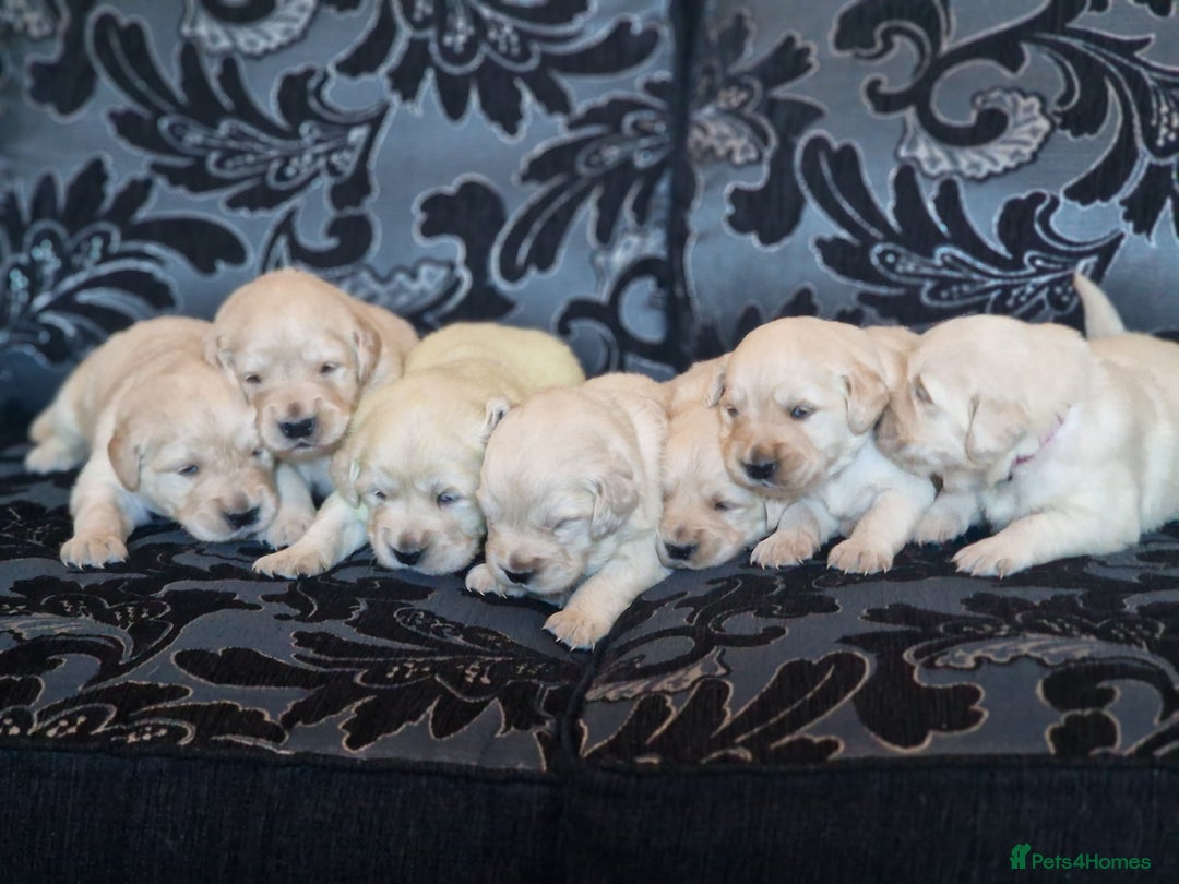 Golden Retriever dogs for sale: 🐾Pure Golden retrievers puppy🐾 - Image 23