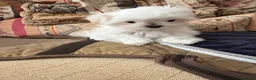 Maltese dogs for sale: MINIATURE MALTESE - Advert 8