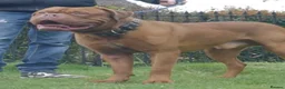 Dogue De Bordeaux dogs for sale: Dogue de bordeux puppies  in Gloucester - Advert 5