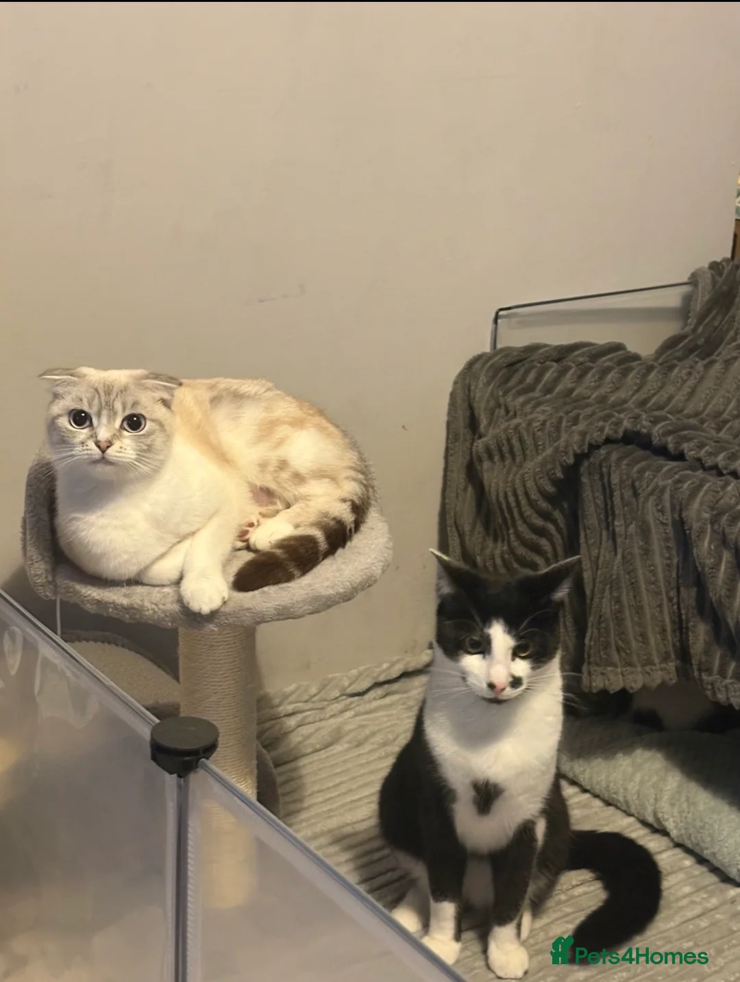 Scottish Fold cats for sale: 3 Beautiful ScottishFold TabbiesStripesSpotsFolded - Advert 11