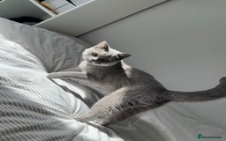 British Shorthair cats for sale: British Short Hair Kitten - Image 1
