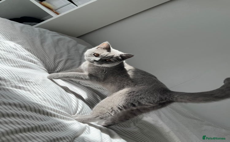 British Shorthair cats - Advert 2