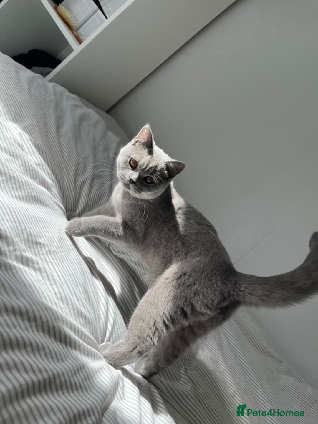 British Shorthair cats for sale: British Short Hair Kitten - Image 1