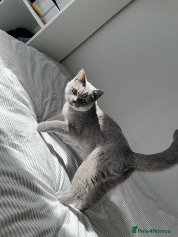 British Shorthair cats - Advert 4