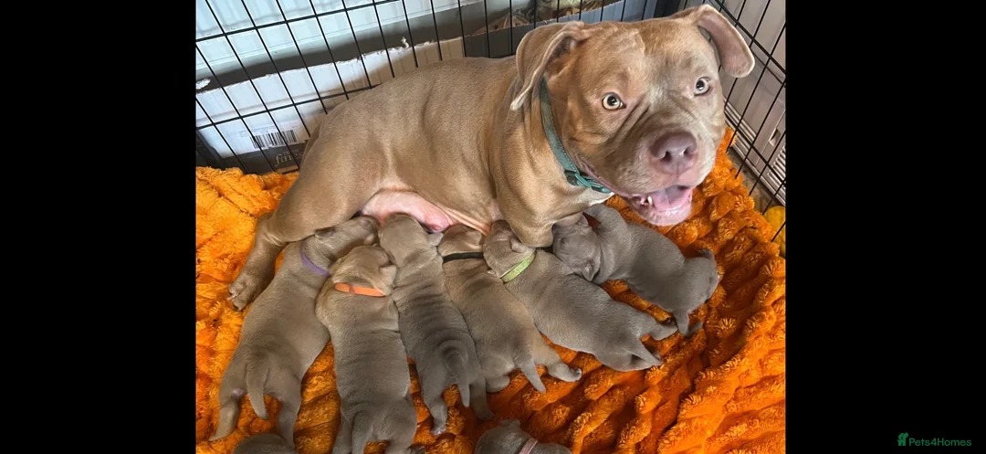 American Bully dogs for sale: American pocket bully’s  - Advert 10