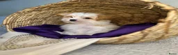 Yorkshire Terrier dogs for sale: BEAUTIFUL GOLDDUST YORKSHIRE TERRIER PUPPIES - Advert 6