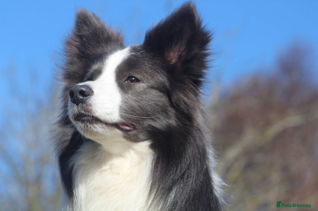 Border Collie dogs for stud: *PROVEN* Blue and White Border Collie Stud in Stoke-on-Trent - Image 8