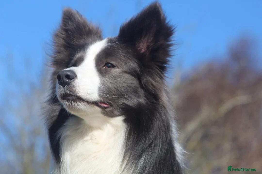 Border Collie dogs for stud: *PROVEN* Blue and White Border Collie Stud in Stoke-on-Trent - Advert 8
