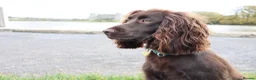 Cocker Spaniel dogs for sale: Girl Chocolate cocker spaniel  - Advert 1