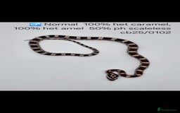 Corn Snake reptiles for sale: Cornsnake Hatchlings - Image 1