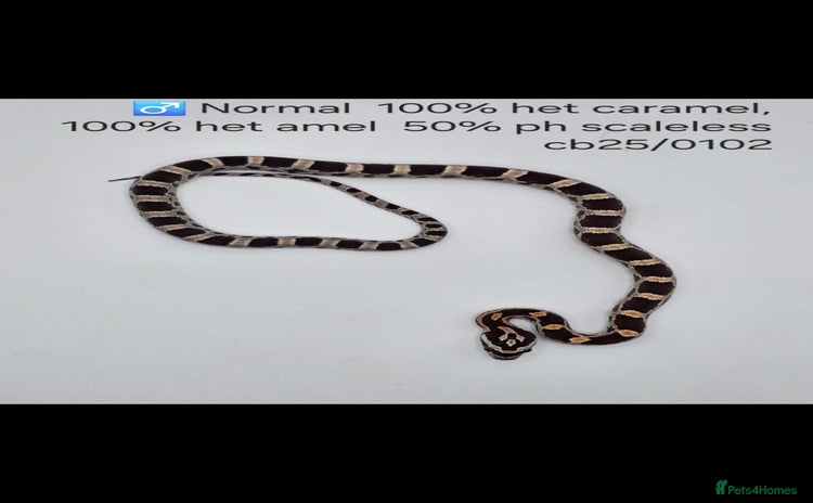 Corn Snake reptiles - Advert 1