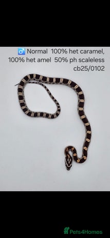 Corn Snake reptiles - Advert 3