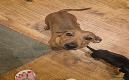 Miniature Dachshund dogs for sale: Adorable Minature Daschunds  - Image 9