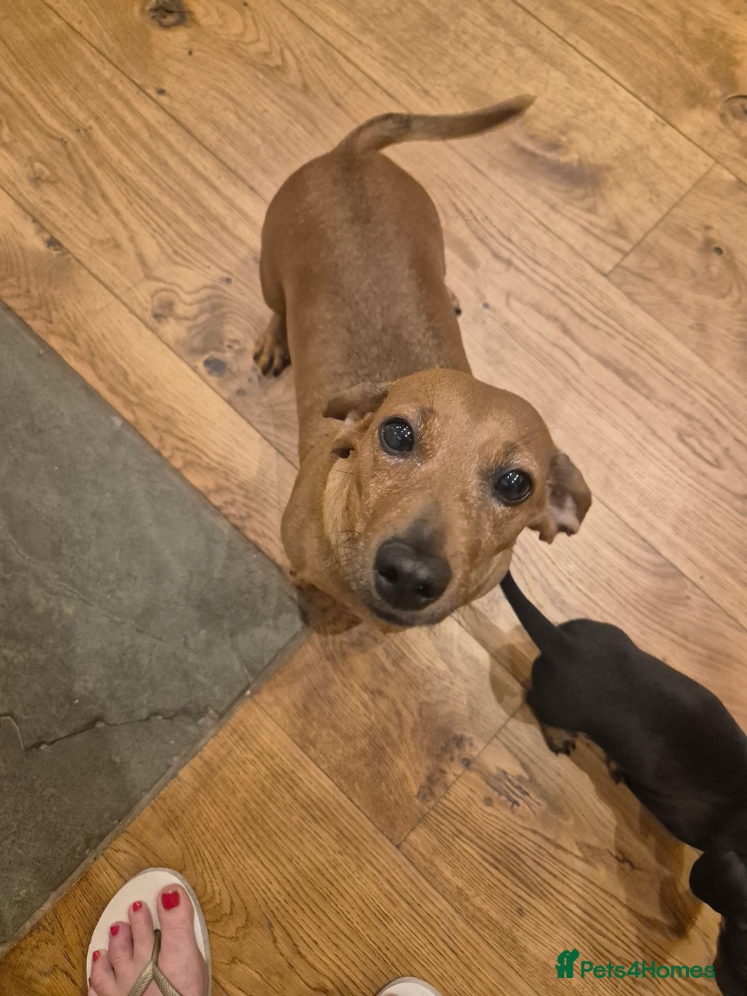 Miniature Dachshund dogs for sale: Adorable Minature Daschunds  - Image 9