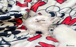 Ragdoll cats for sale: Ragdoll kittens  - Image 11