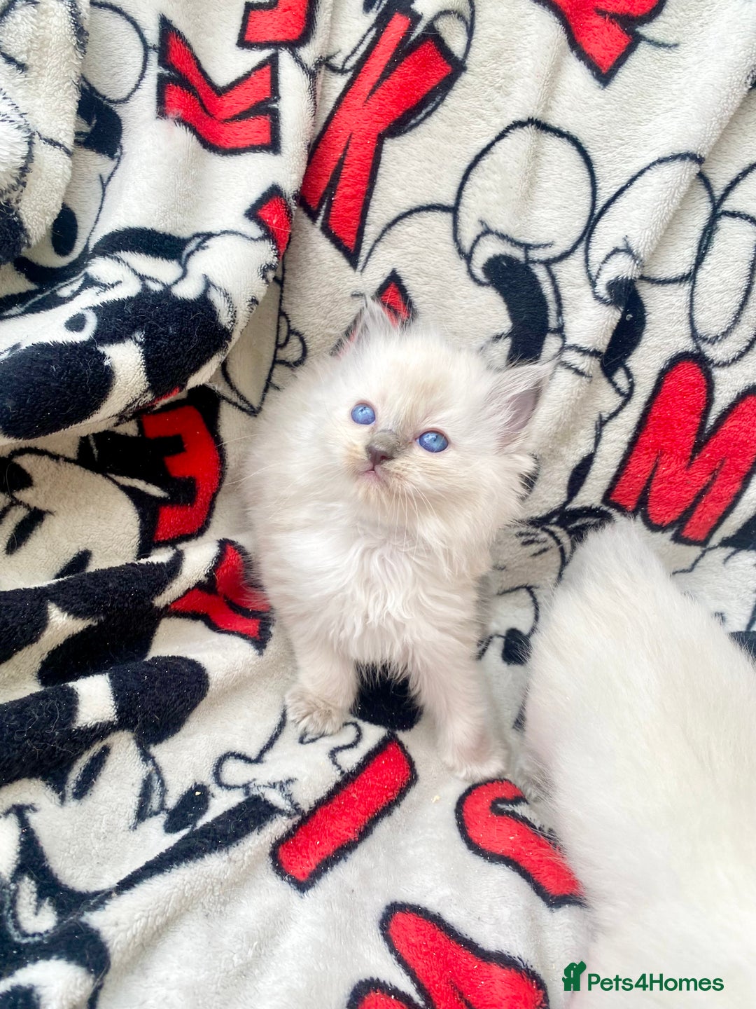Ragdoll cats for sale: Ragdoll kittens  - Image 11