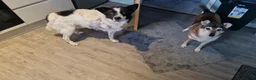 Mixed Breed dogs for adoption: ❤️ TOMMY ❤️ 3 legs, one enormous heart 🐾 in Worcester - Advert 7