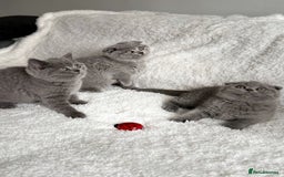 Scottish Fold cats for sale: Scottish fold and straight kittens  - Image 8