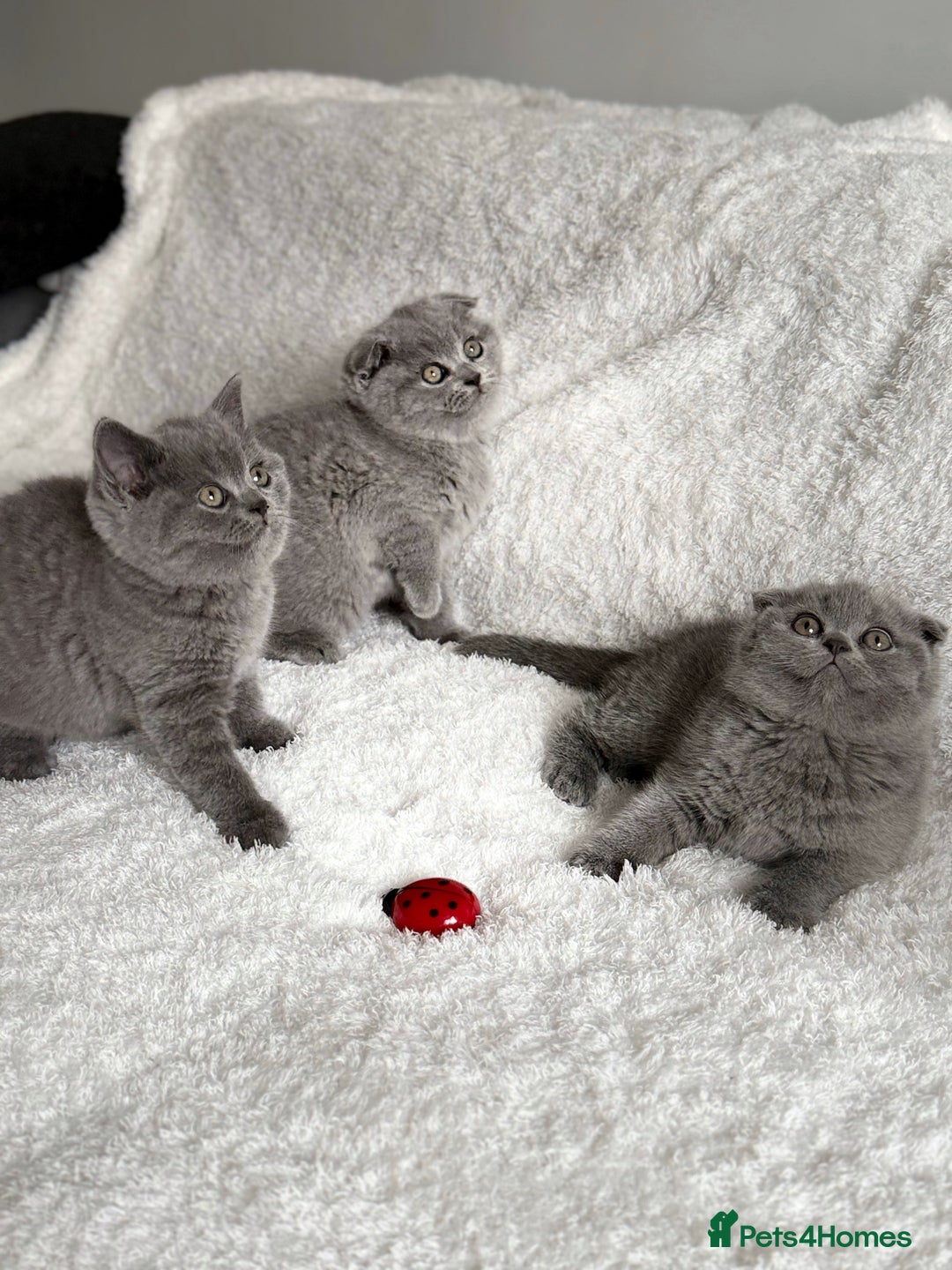 Scottish Fold cats for sale: Scottish fold and straight kittens  - Image 8