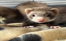 Ferret rodents for sale: Two ferrets boy and girl - Image 4