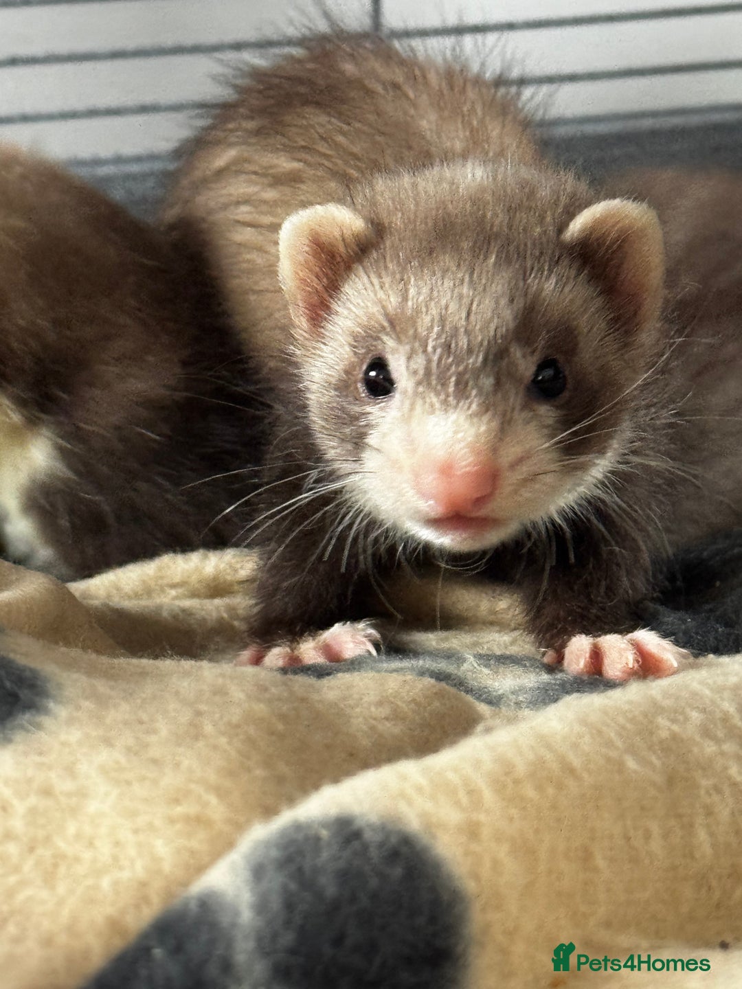 Ferret rodents for sale: Two ferrets boy and girl - Image 4