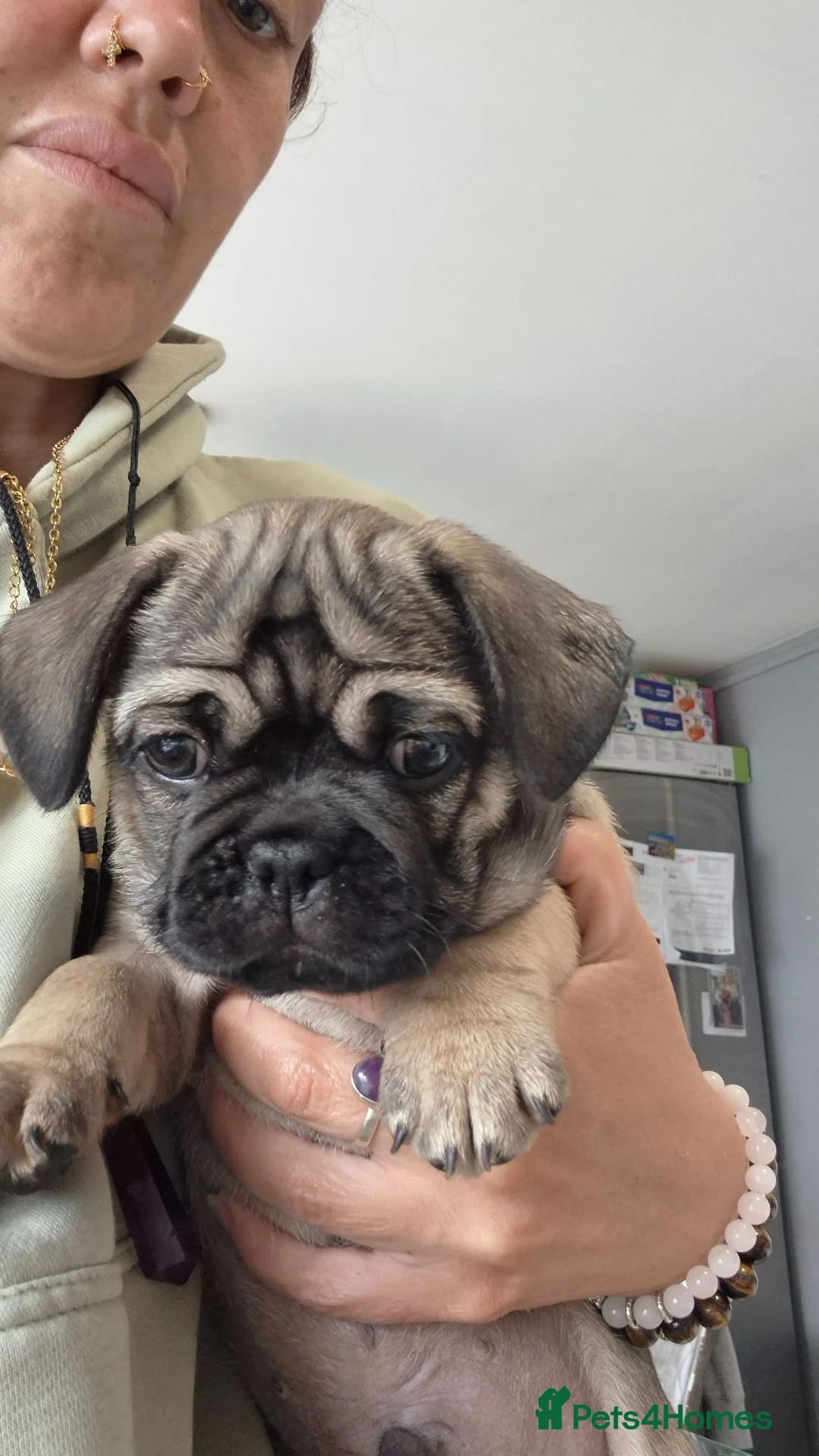 Frug dogs for sale: Male frug puppy 8 weeks  - Advert 1