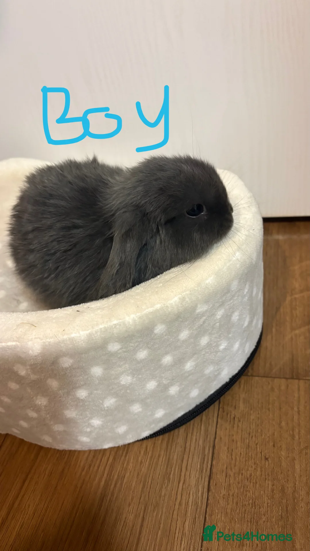 Mini Lop rabbits for sale: Mini lops  - Advert 9