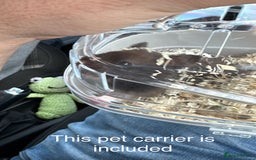 Hamster rodents for sale: Male Longhaired Syrian Hamster - Image 7