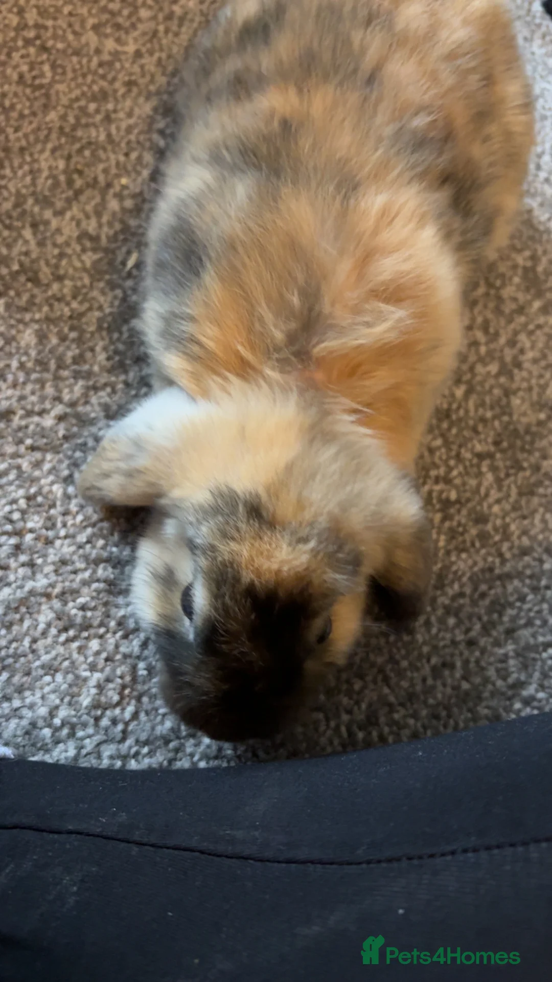 English Lop rabbits for sale: Re homing  in Barnsley - Advert 1