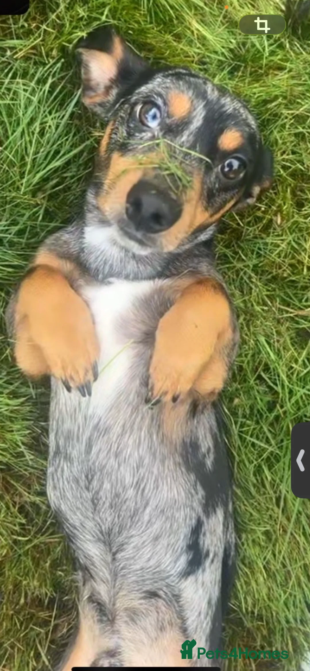 Jackshund dogs for sale: 2 year old jackshund needing a home  - Advert 5