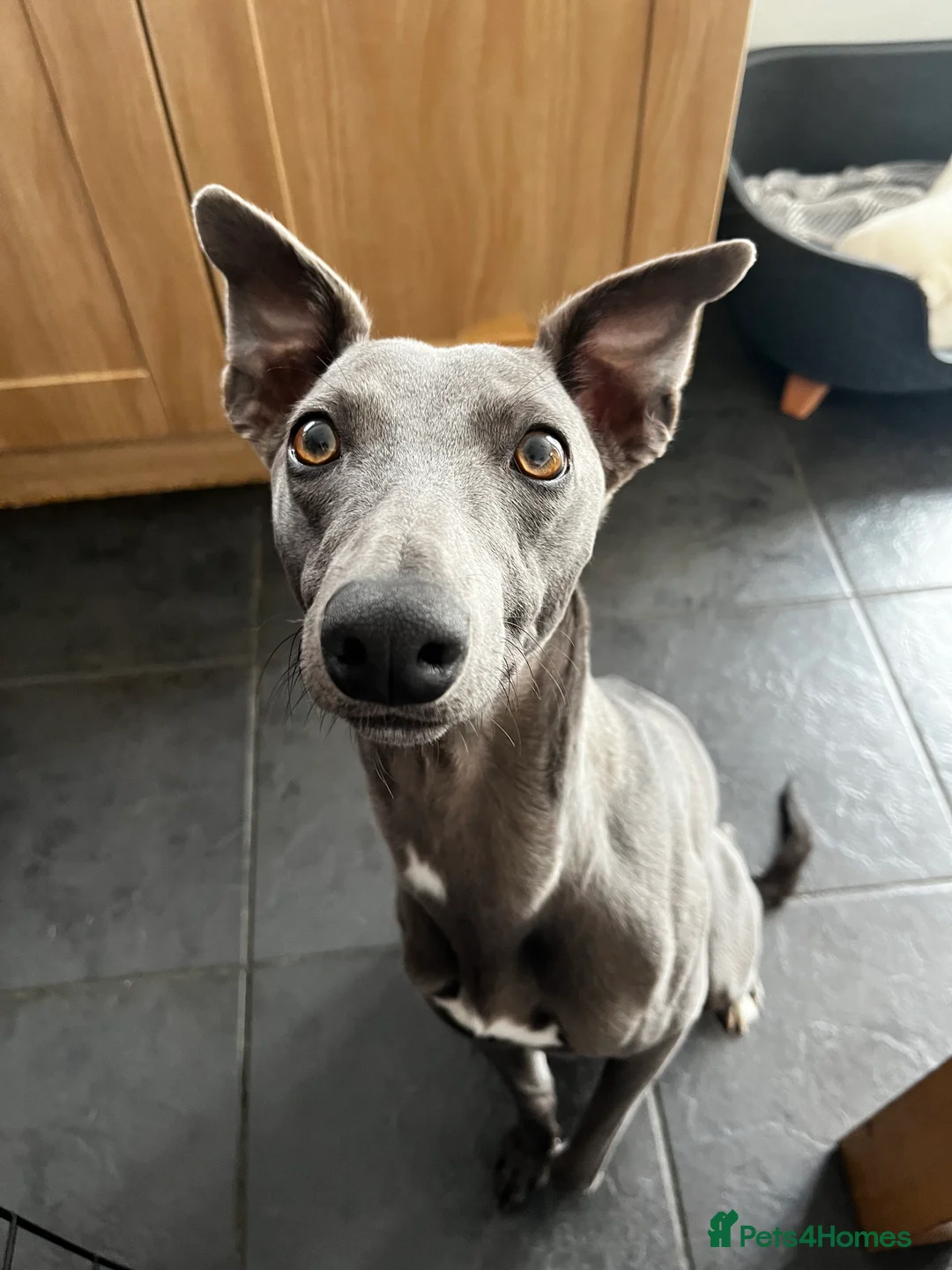 Whippet dogs for sale: Blue male whippet  - Advert 3