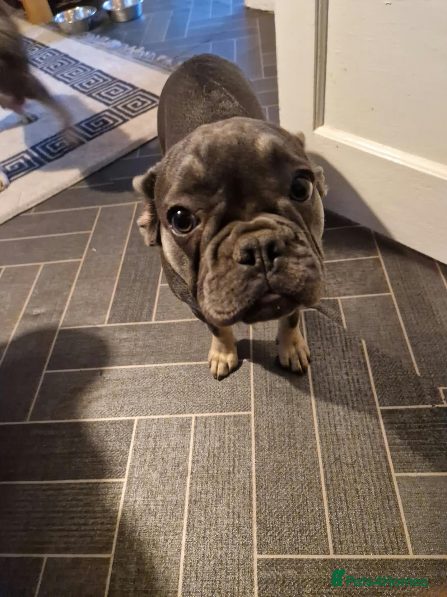 French Bulldog dogs Lavender - Advert 1